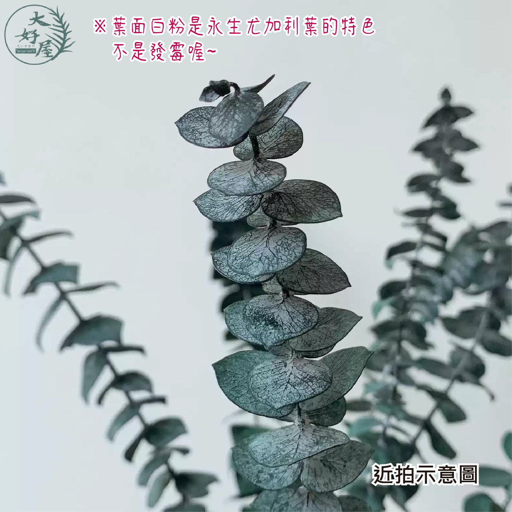 永生銅錢葉_尤加利【大】