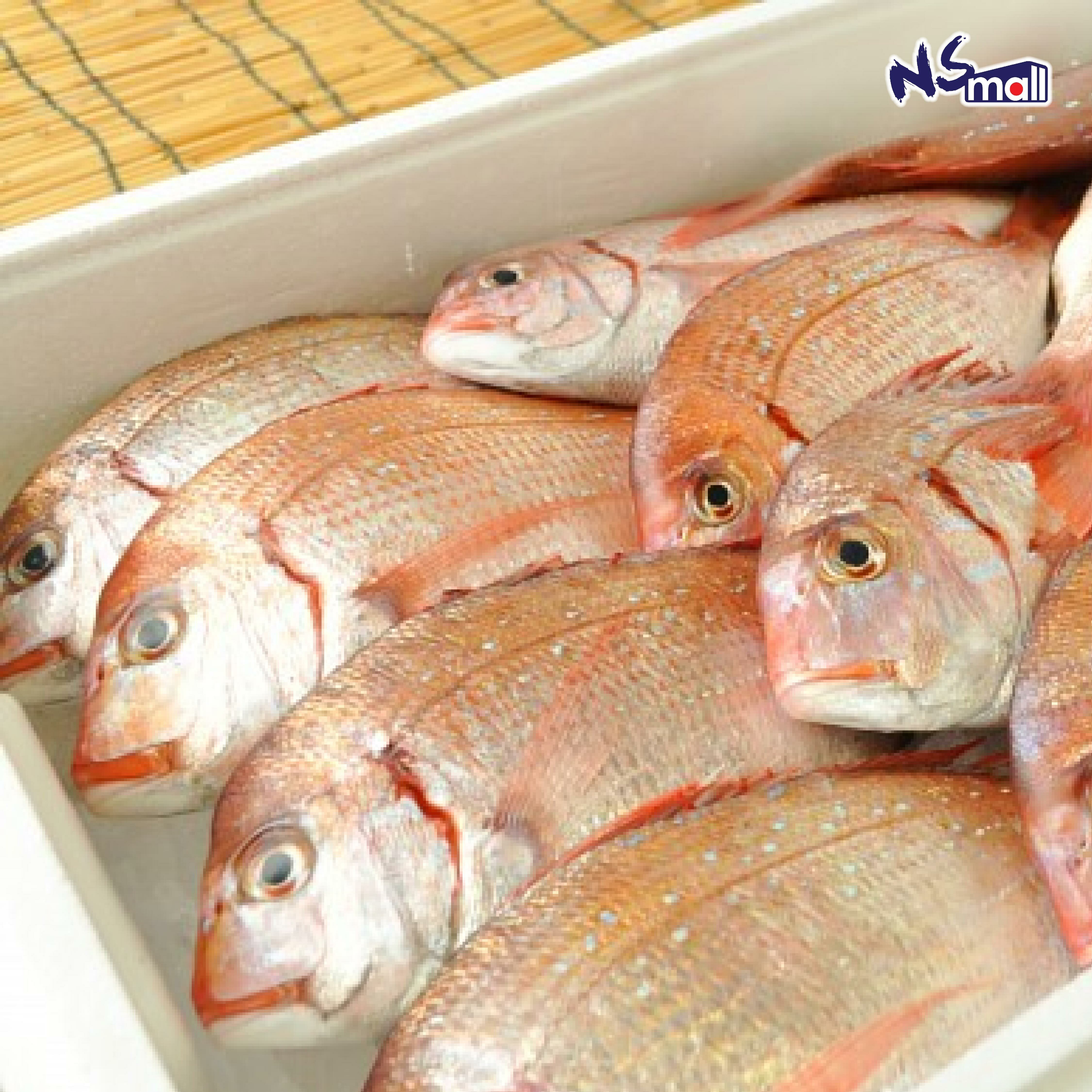 春子鯛 約150-250g/條