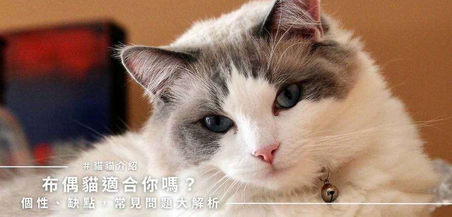 布偶貓適合妳嗎