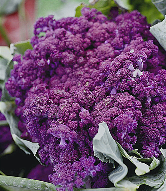 本地有機紫色椰菜花 (約2斤/包)