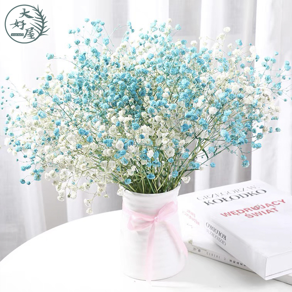 永生滿天星【大】