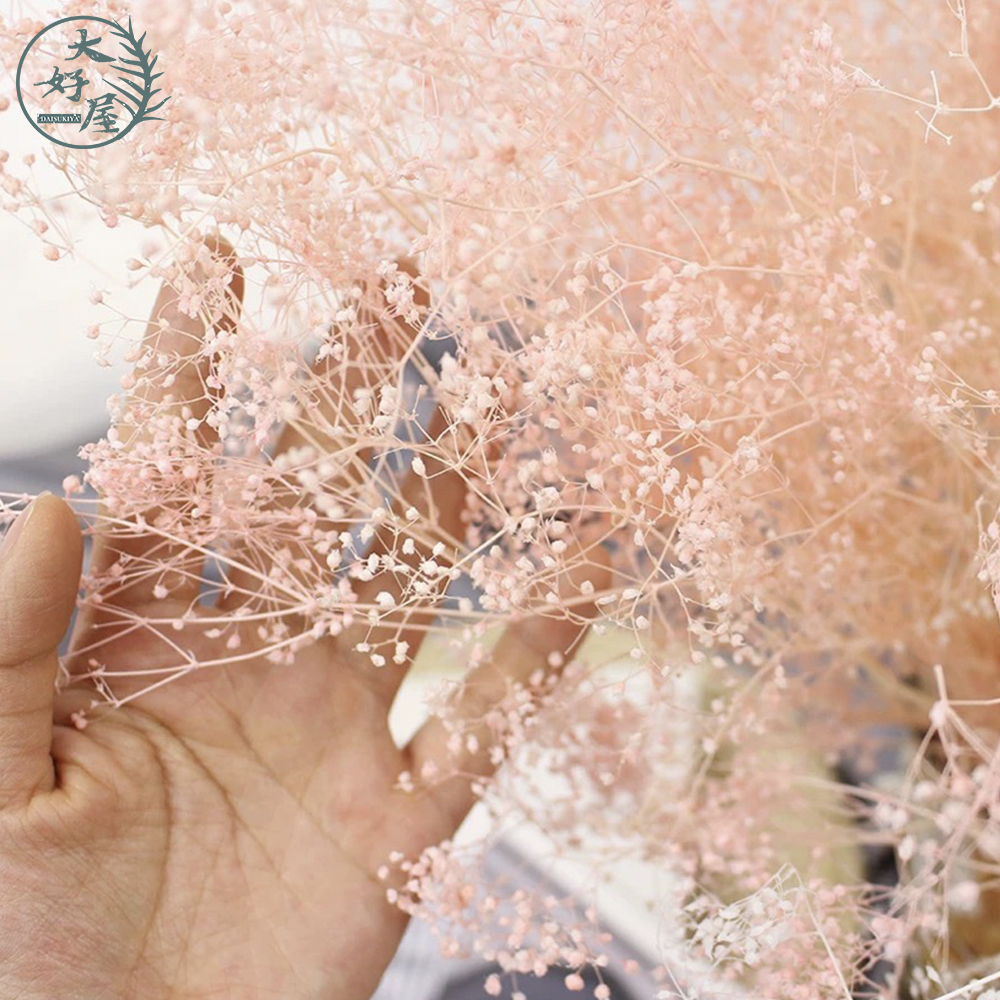 永生迷你滿天星【大】