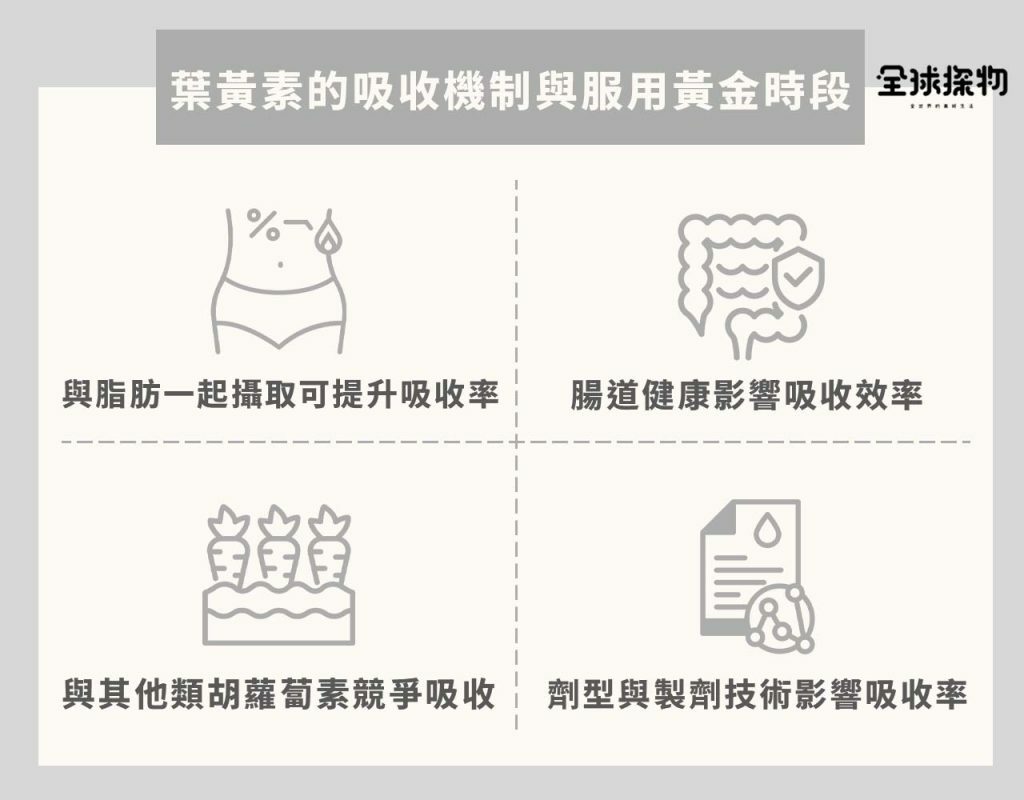 葉黃素的吸收機制與服用黃金時段