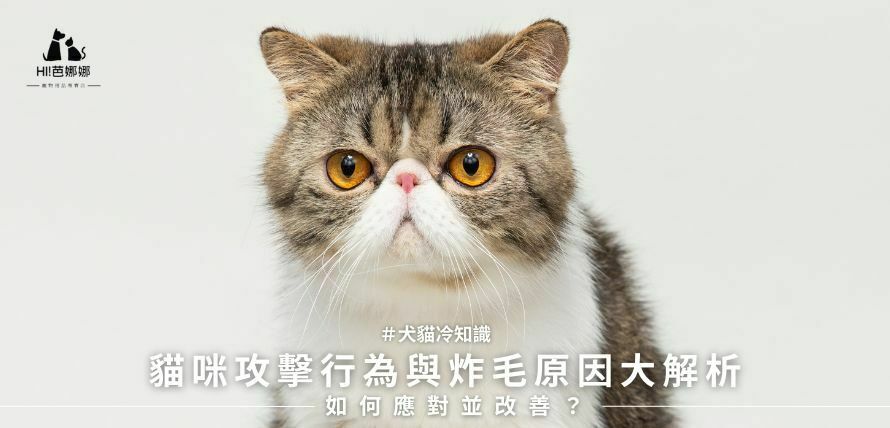貓咪攻擊行為與炸毛原因大解析：如何應對並改善？