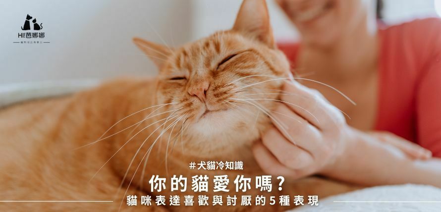 你的貓愛你嗎? 貓咪表達喜歡與討厭的5種表現