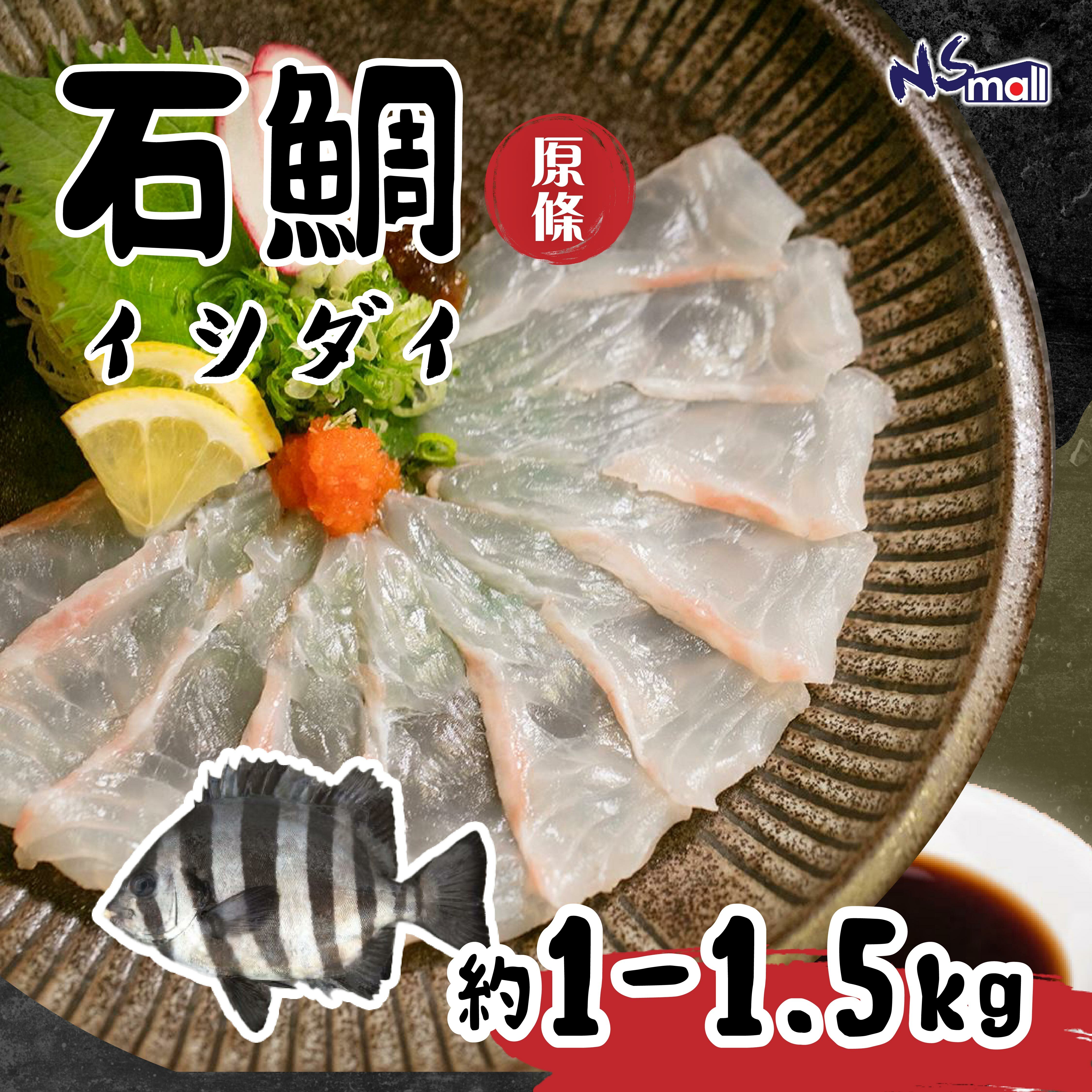 石鯛 約1-1.5kg/條