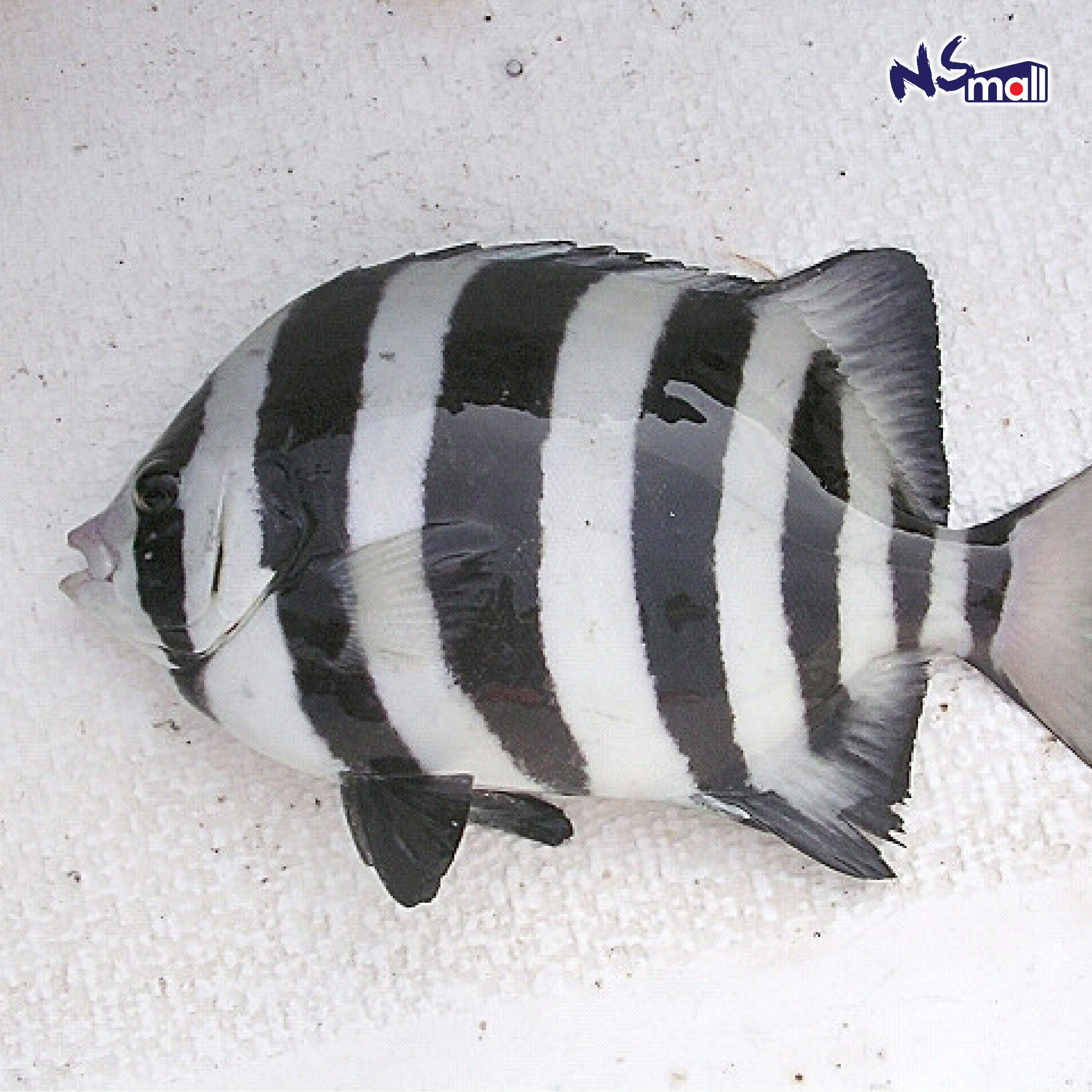石鯛 約1-1.5kg/條