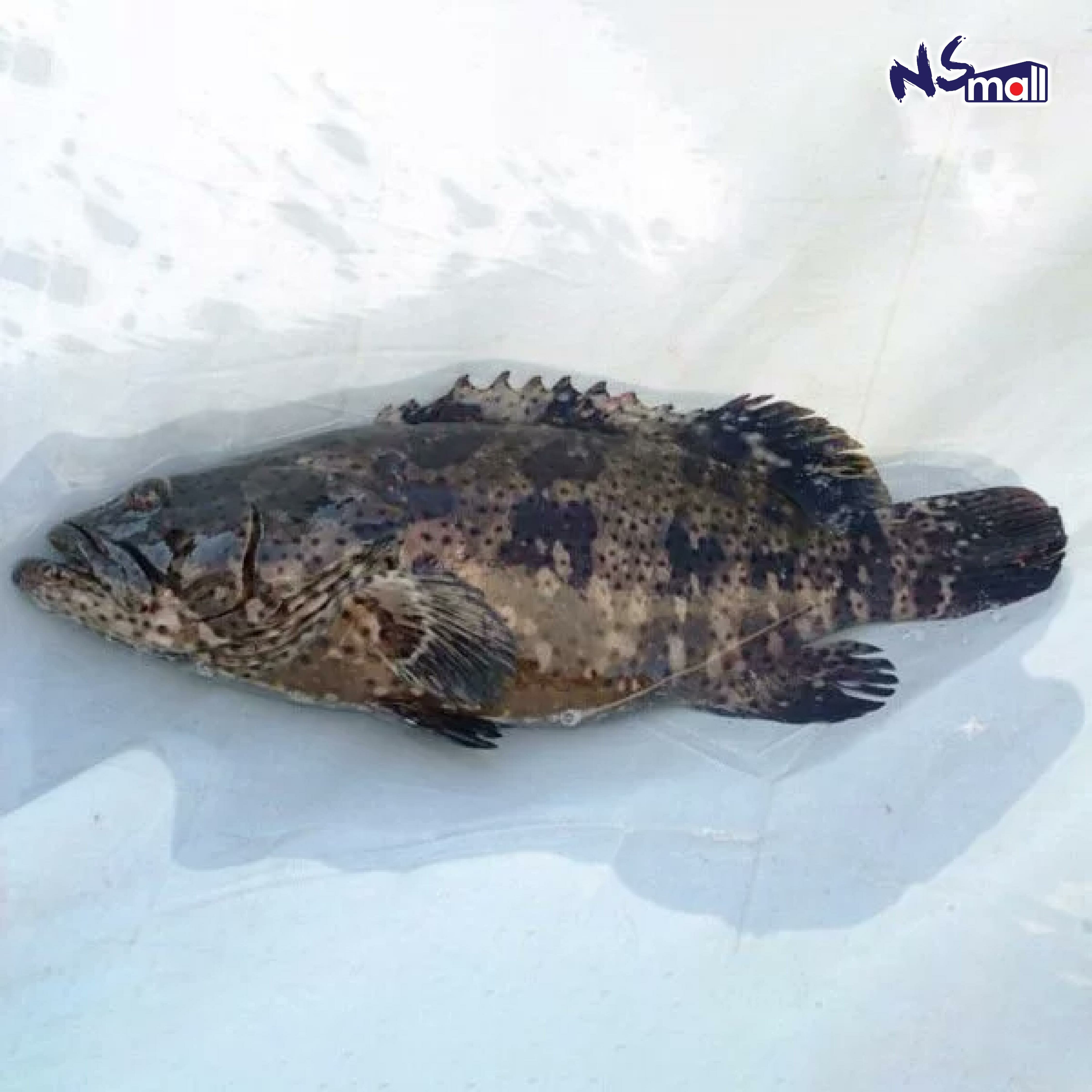 九繪/九絵 約2.5-3kg/條