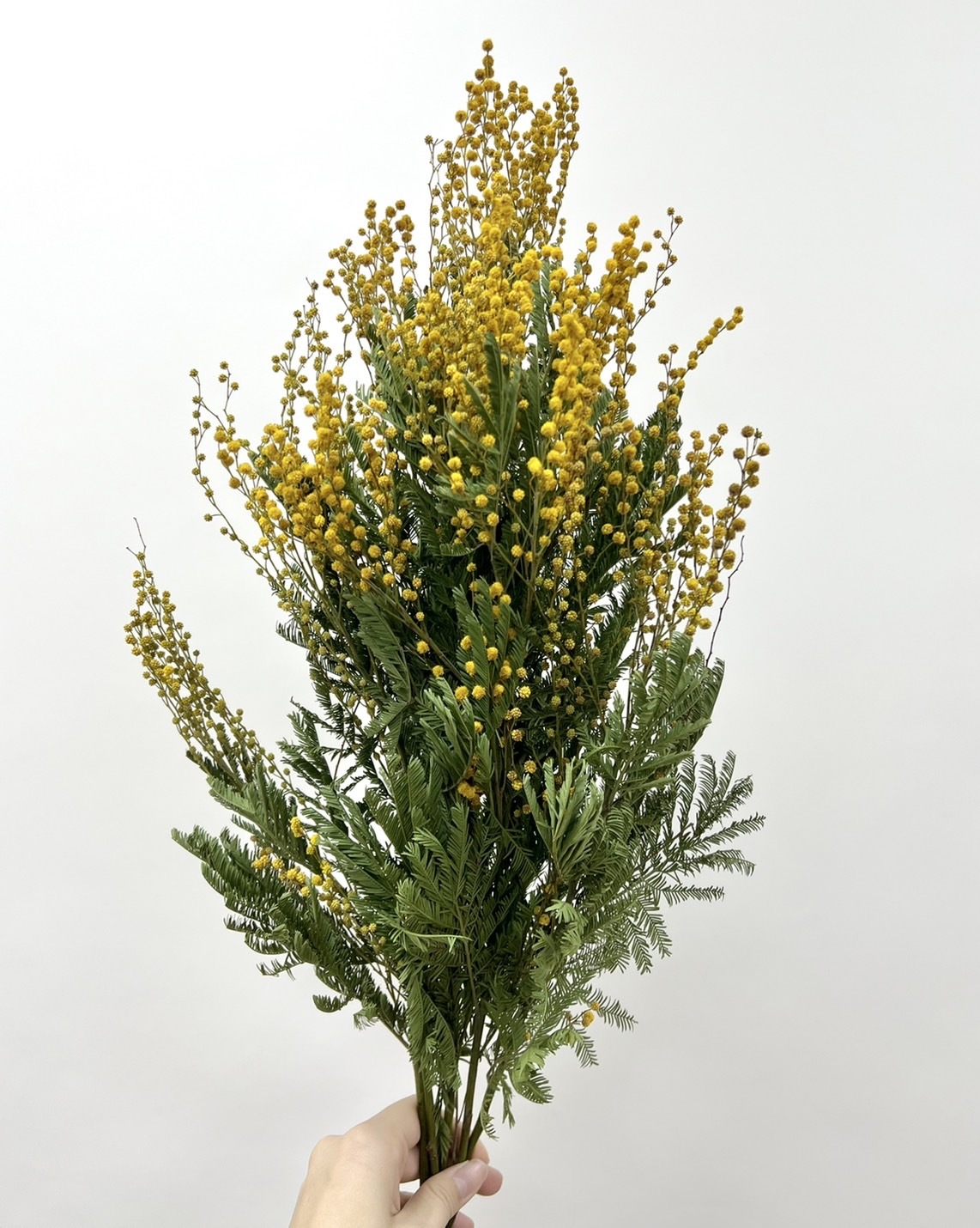 新鮮乾燥金合歡