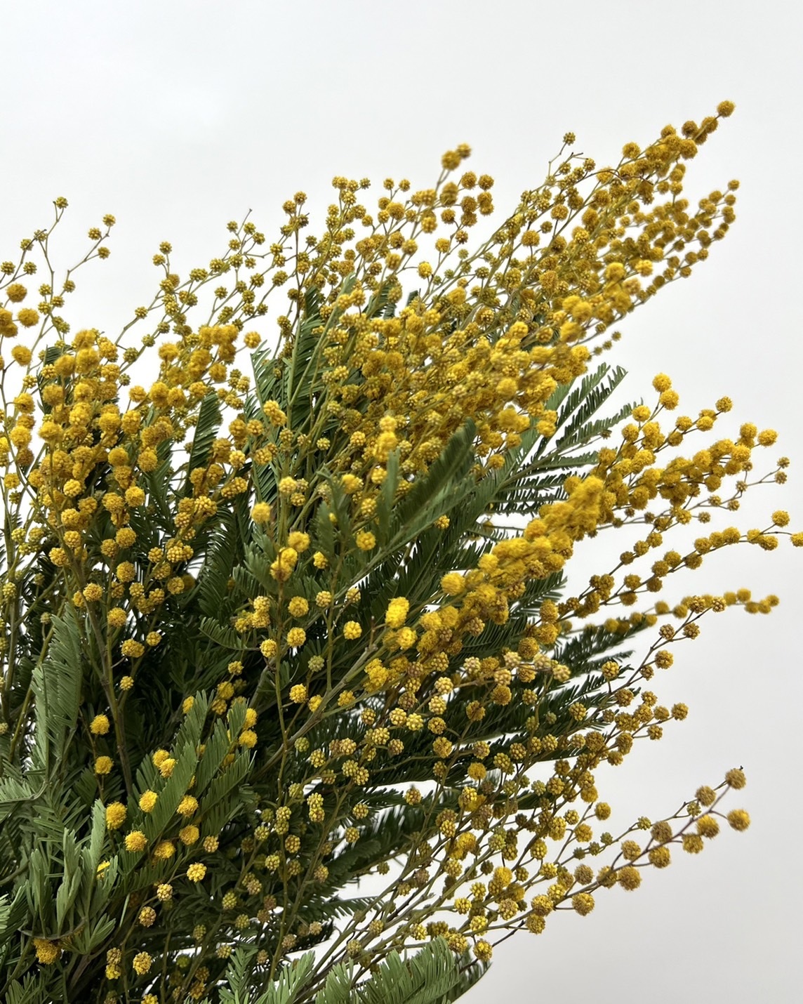 新鮮乾燥金合歡