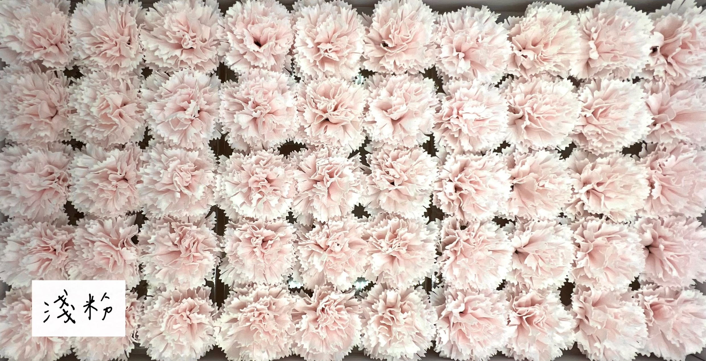 康乃馨肥皂花 (50入)