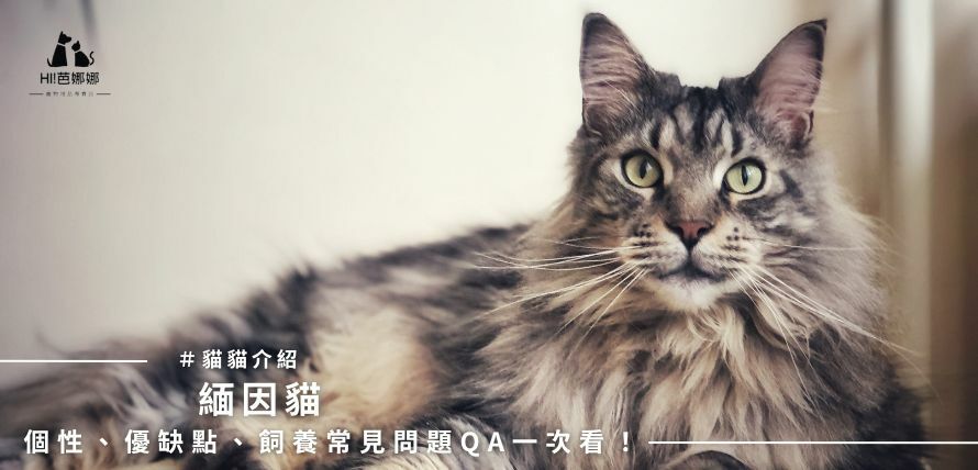 緬因貓個性、優缺點、飼養常見問題一次看