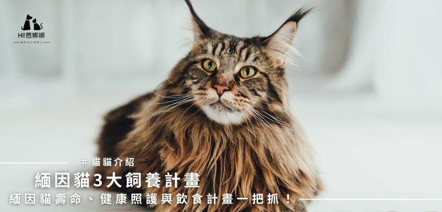 緬因貓3大飼養計畫：緬因貓壽命、健康照護與飲食計畫一把抓！