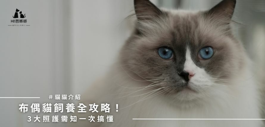 布偶貓飼養全攻略！3大照護需知一次搞懂
