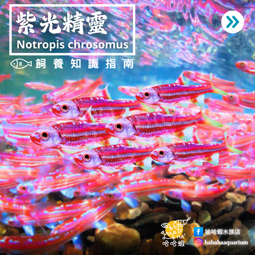 紫光精靈｜Rainbow Shiner