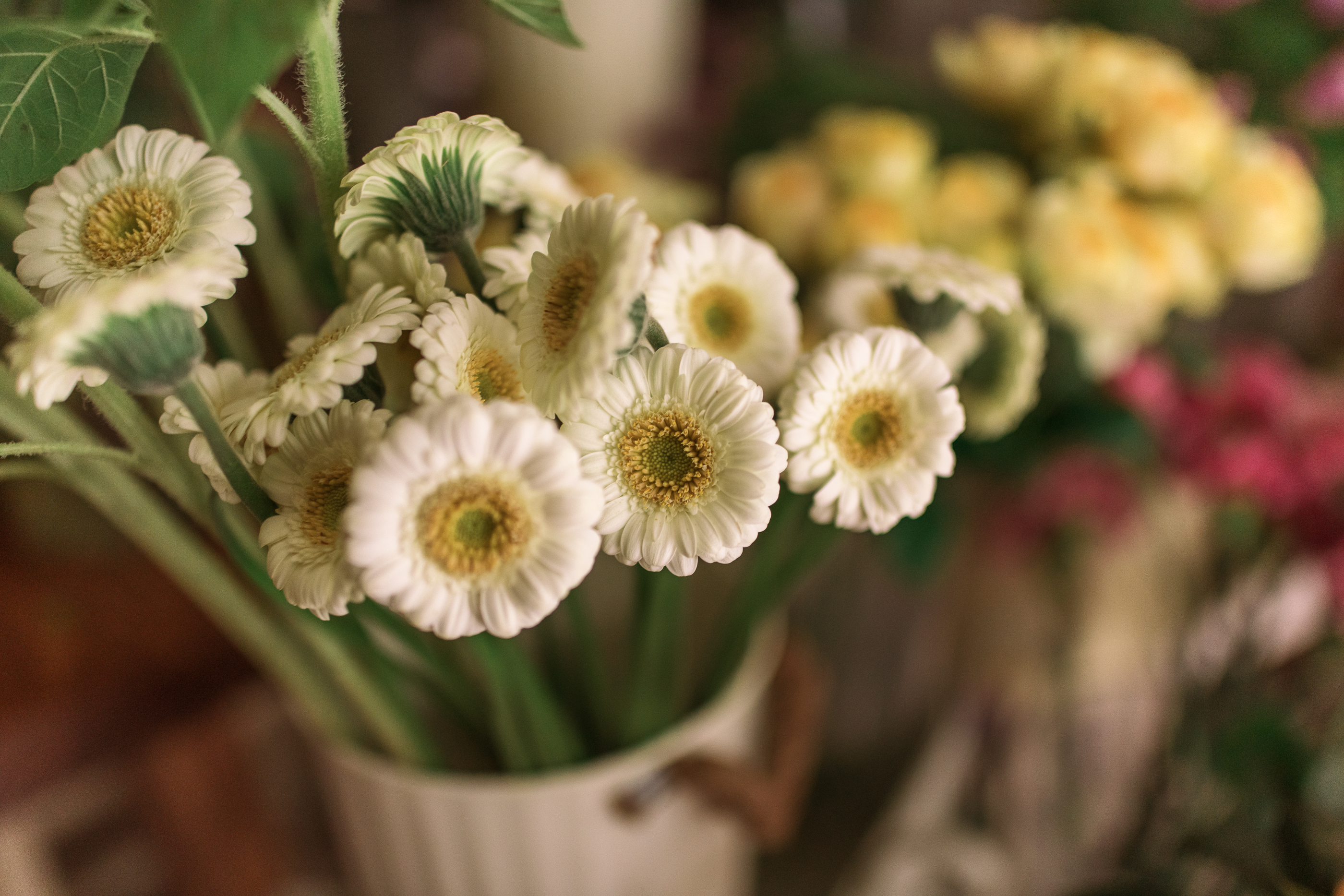 迷你白太陽花材