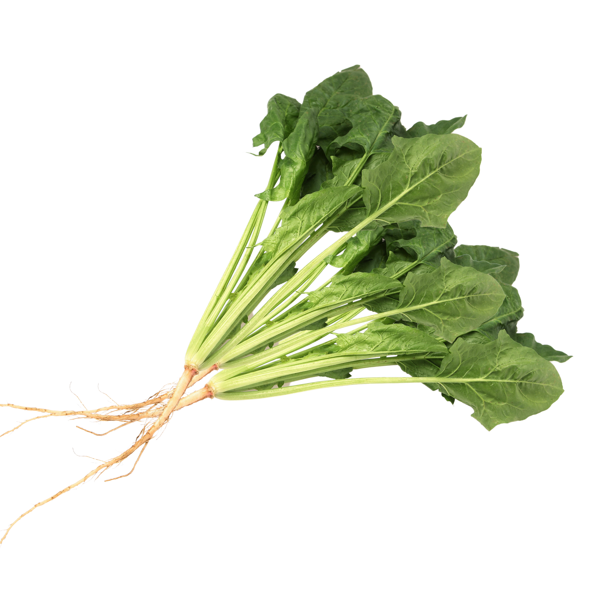 本地有機菠菜 (斤)