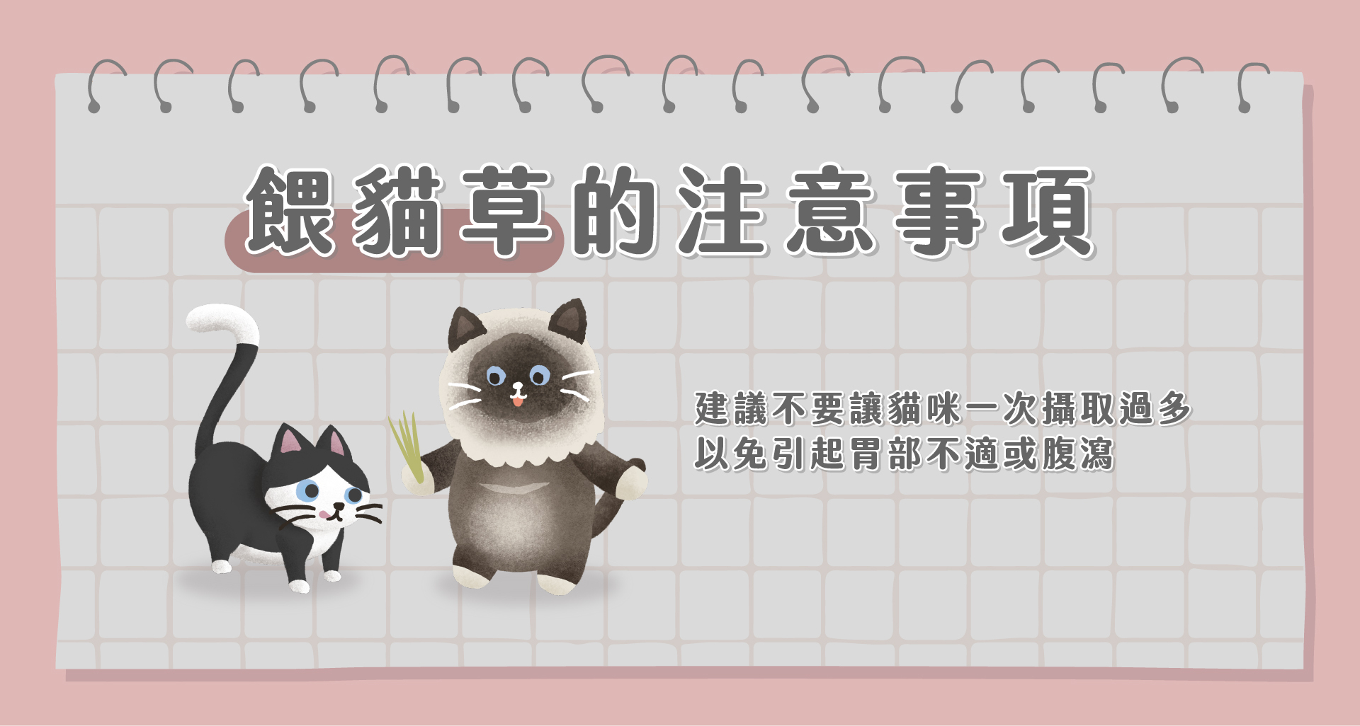 餵貓草的注意事項