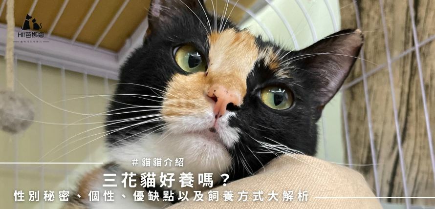 三花貓好養嗎？性別秘密、個性、優缺點以及飼養方式大解析