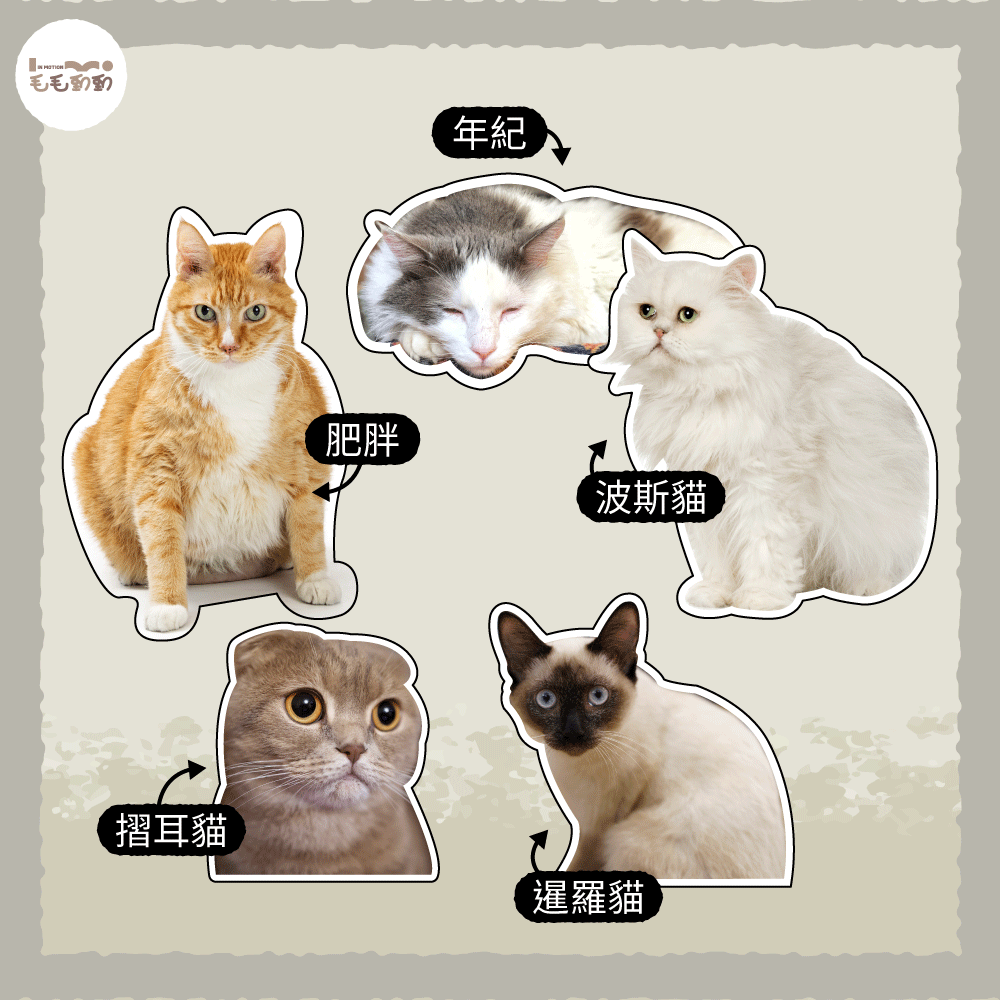 貓咪關 節炎原因