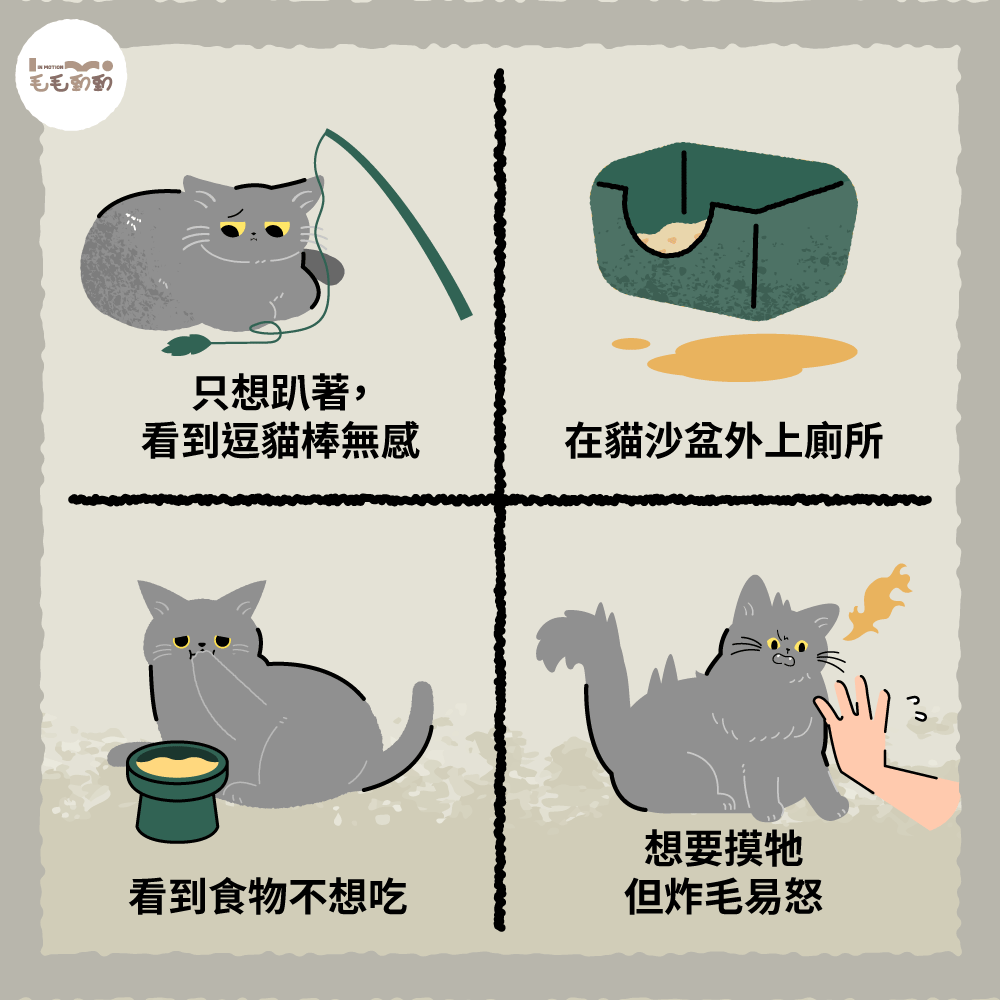 貓咪關節炎症狀判斷教學