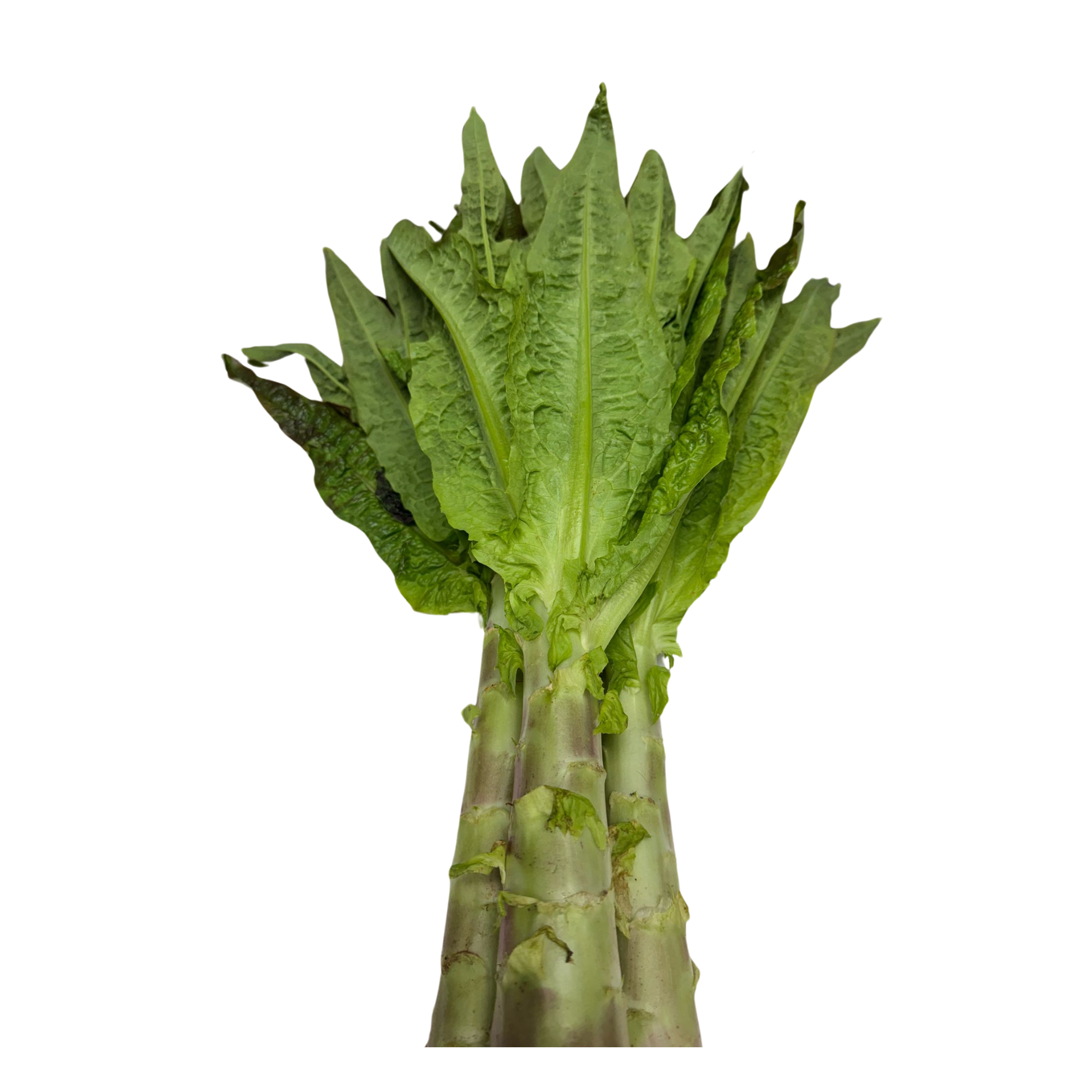 本地有機萵筍 (斤)