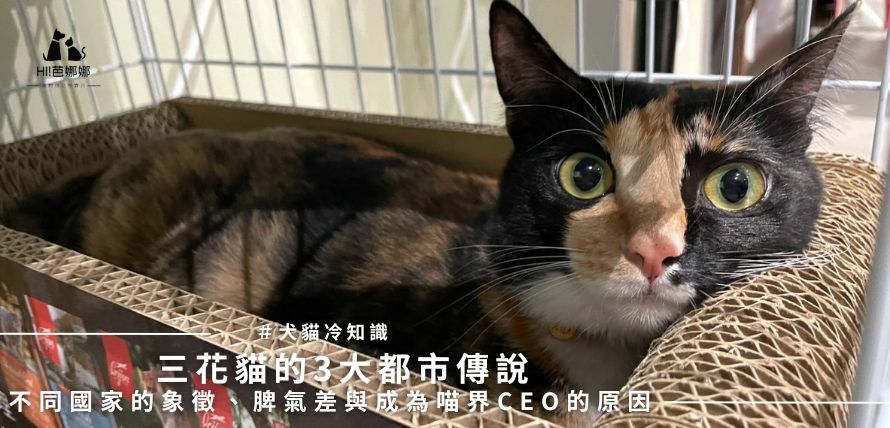 三花貓的3大都市傳說：不同國家的象徵、脾氣差與成為喵界CEO的原因