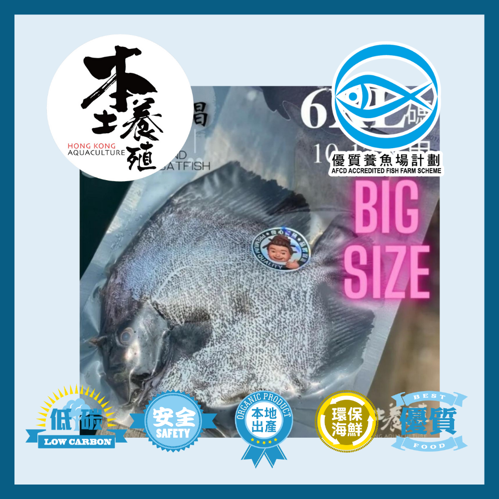 Local Special Offer: Local Round Batfish  Size 6XL 970g