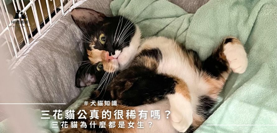 三花貓公真的很稀有嗎？三花貓為什麼都是女生？