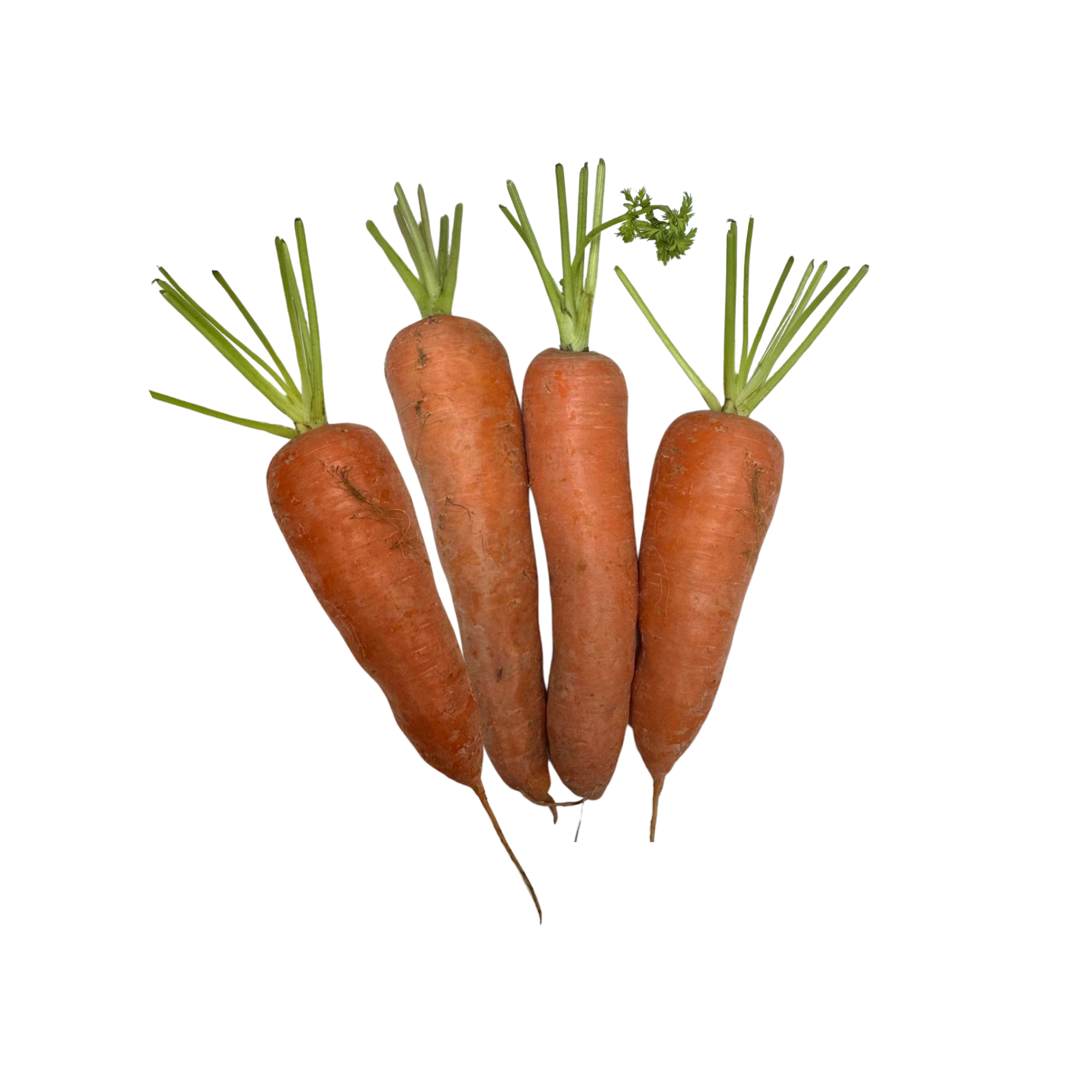 Local Organic Carrot (BAG)
