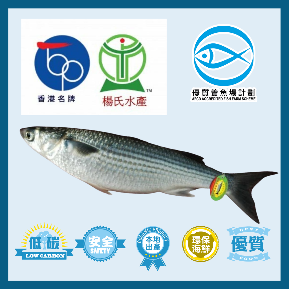 Local Special Offer: IQF Yeung’s Accredited Grey Mullet (With Scales) 400g