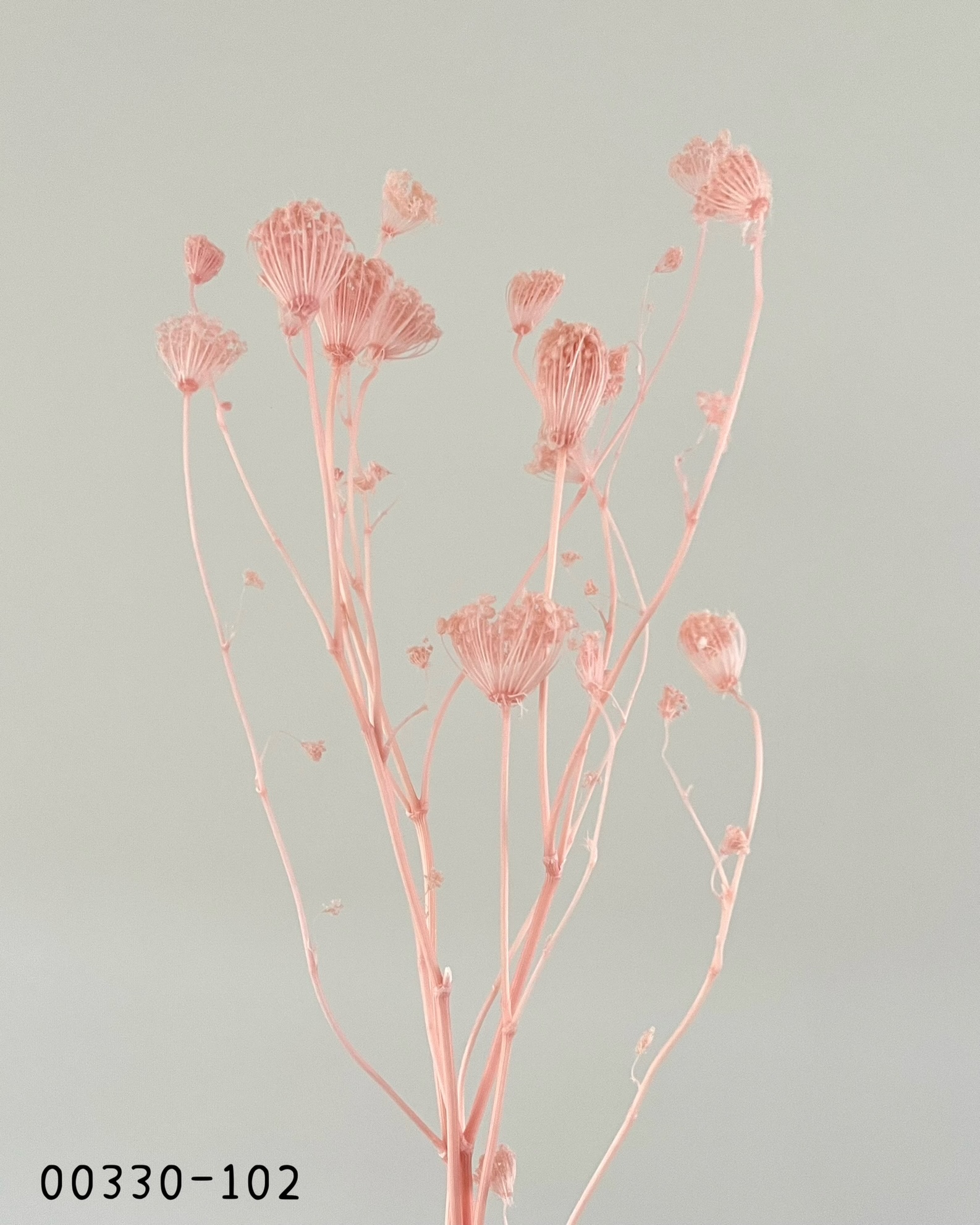 日本不凋蕾絲花00330-102