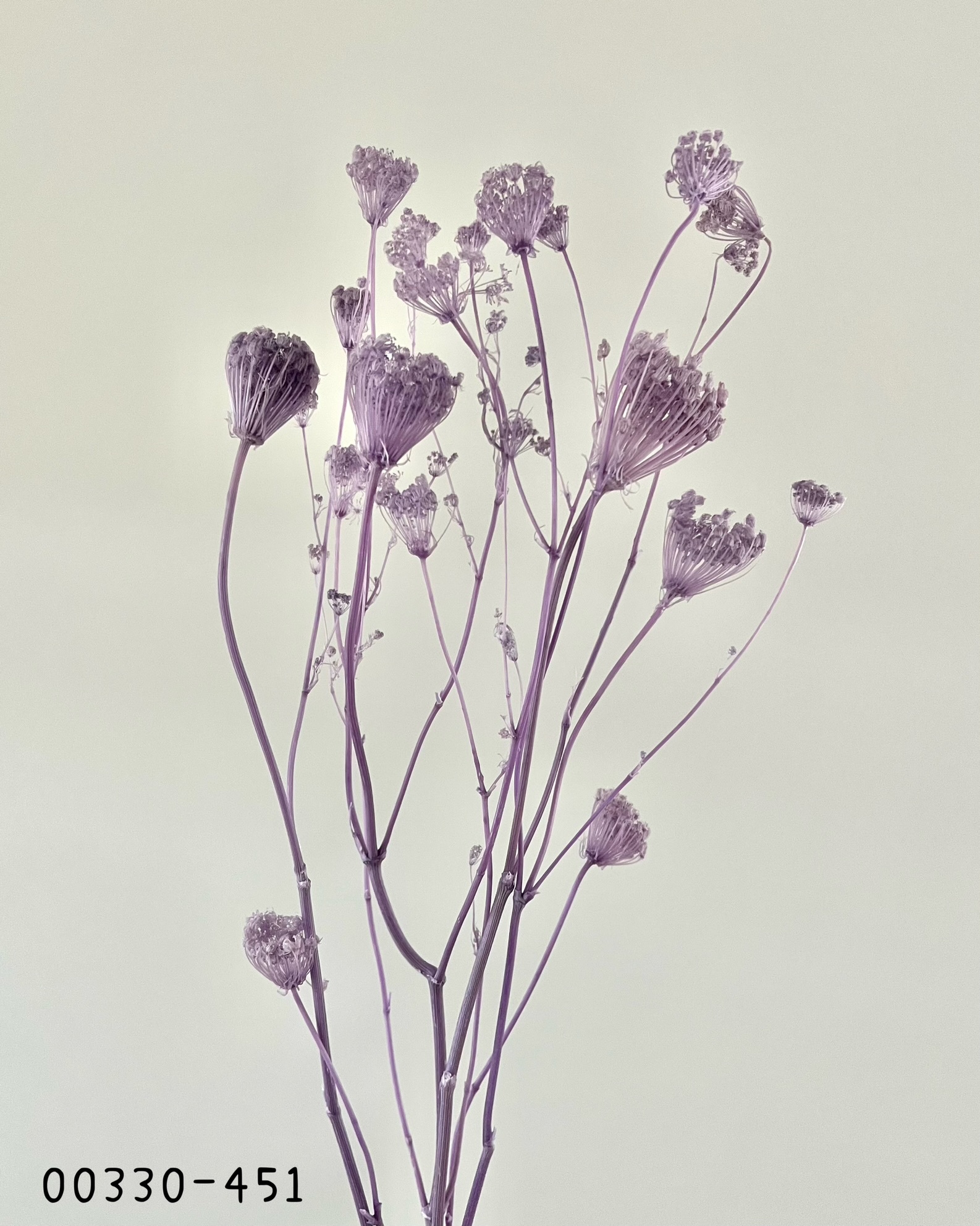 日本不凋蕾絲花00330-451