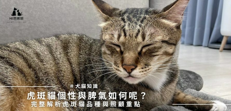 虎斑貓個性與脾氣如何呢？ 完整解析虎斑貓品種與照顧重點