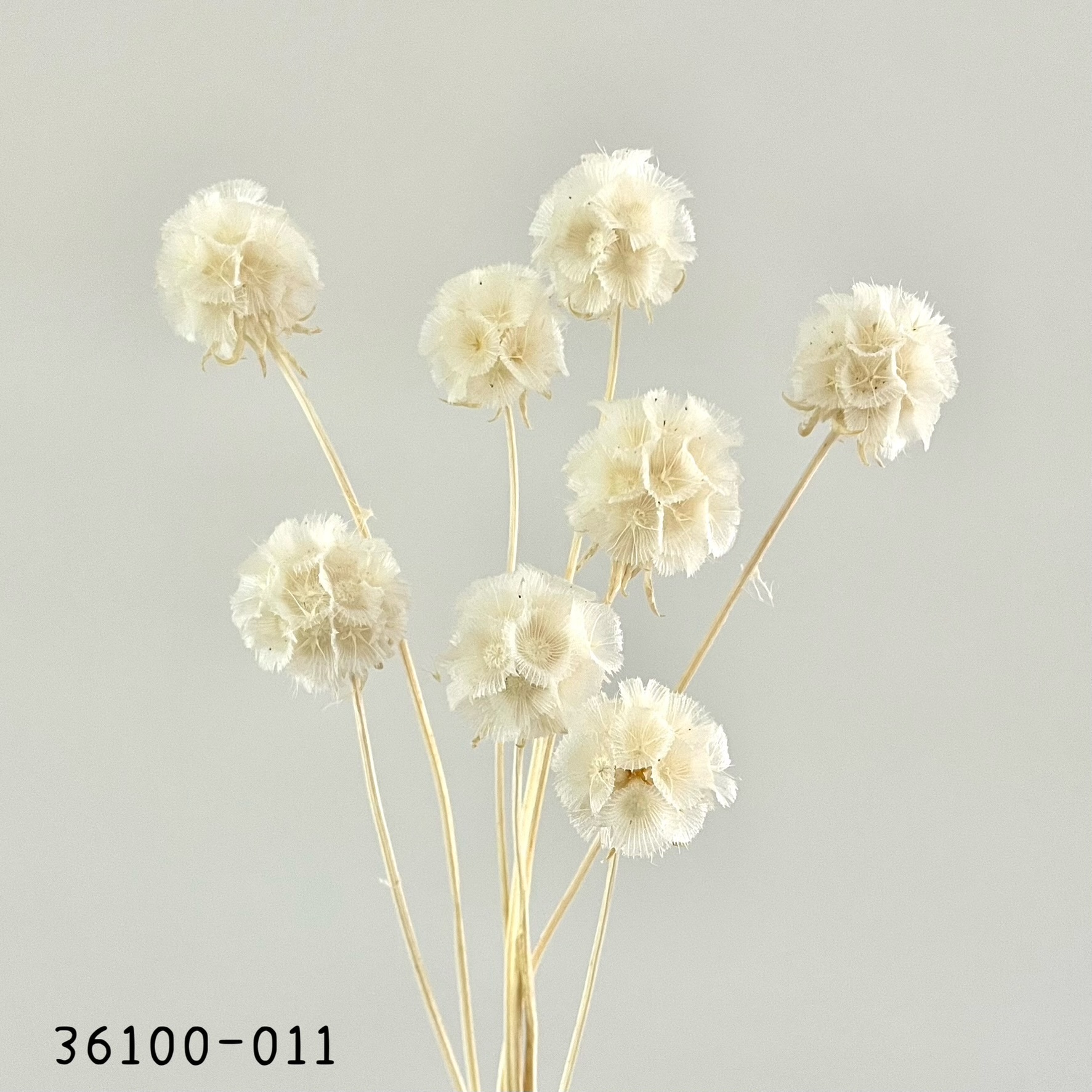 日本乾燥松蟲果 36100-011