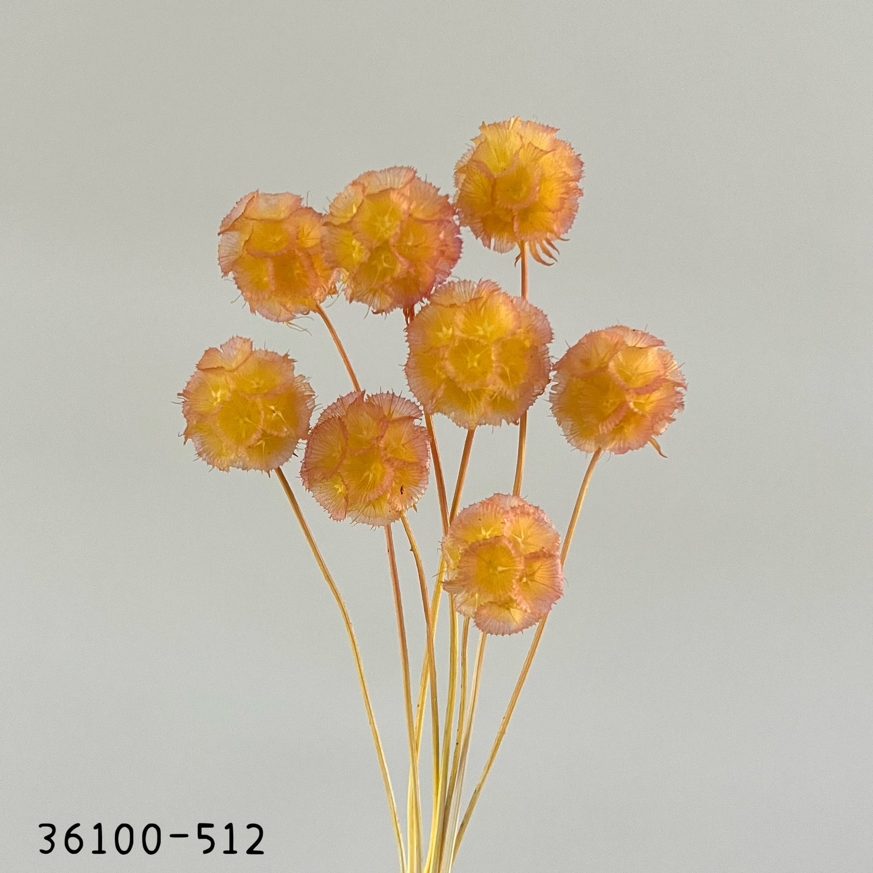 日本乾燥松蟲果 36100-512