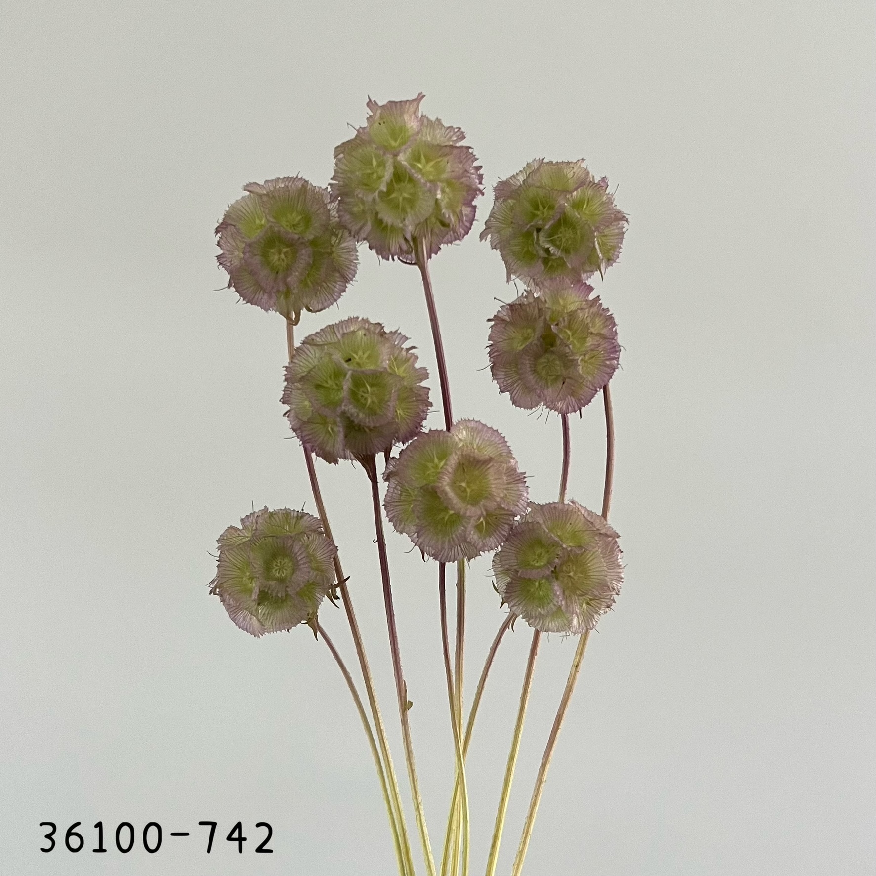 日本乾燥松蟲果 36100-742