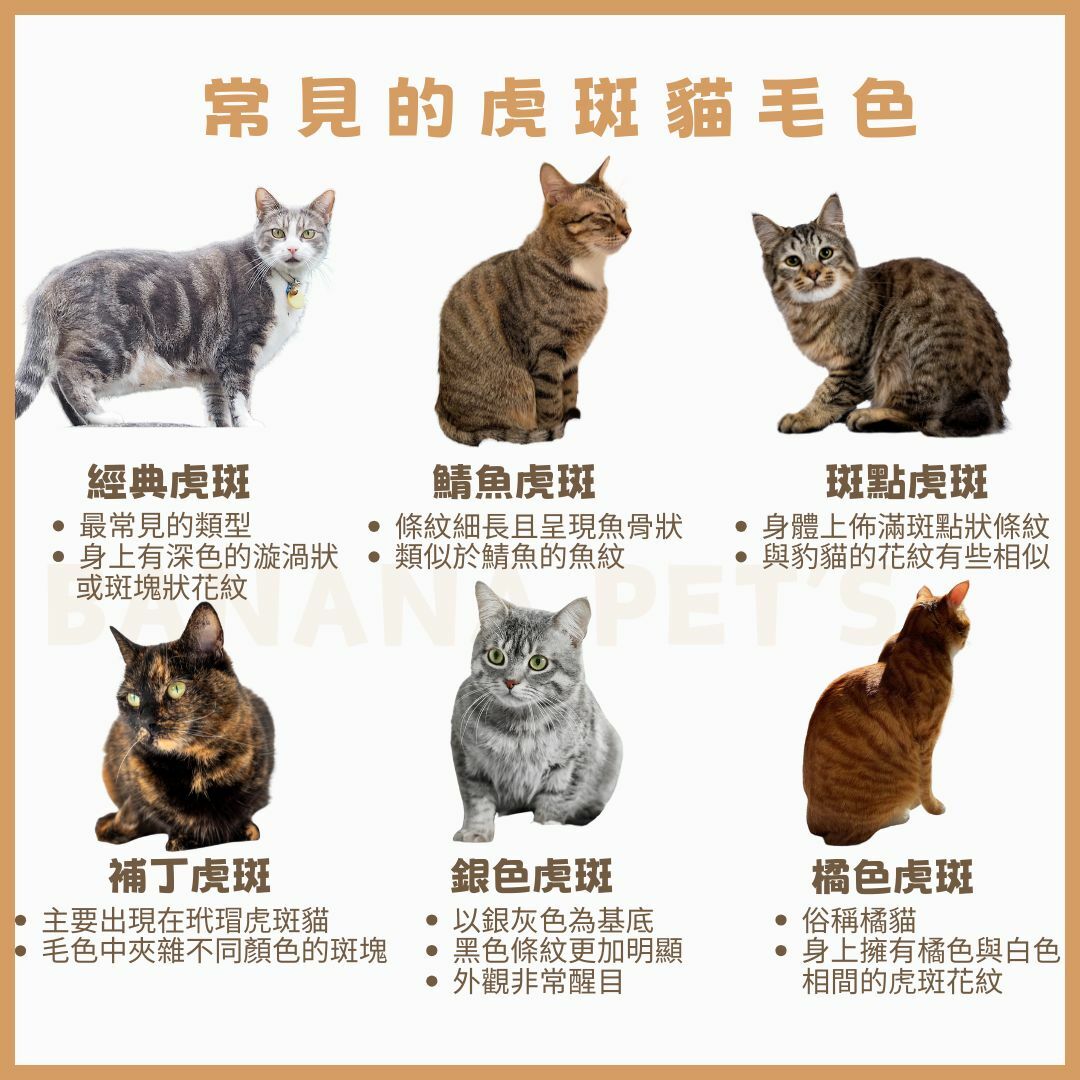 虎斑貓的毛色種類