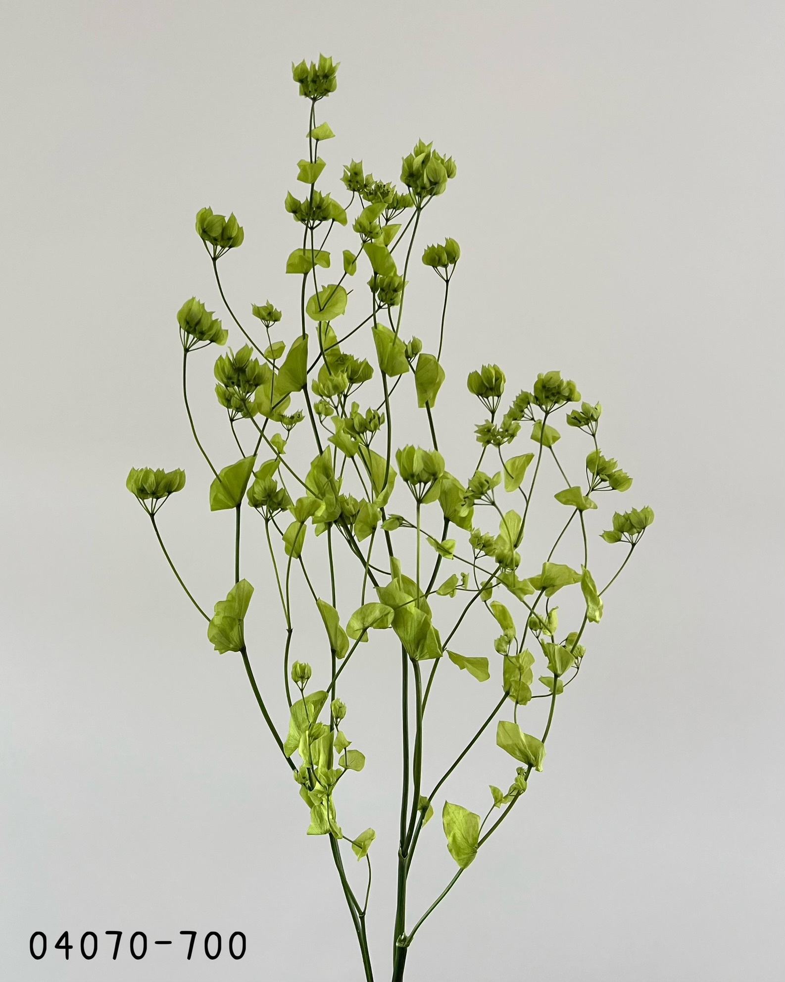 日本不凋金翠花04070-700