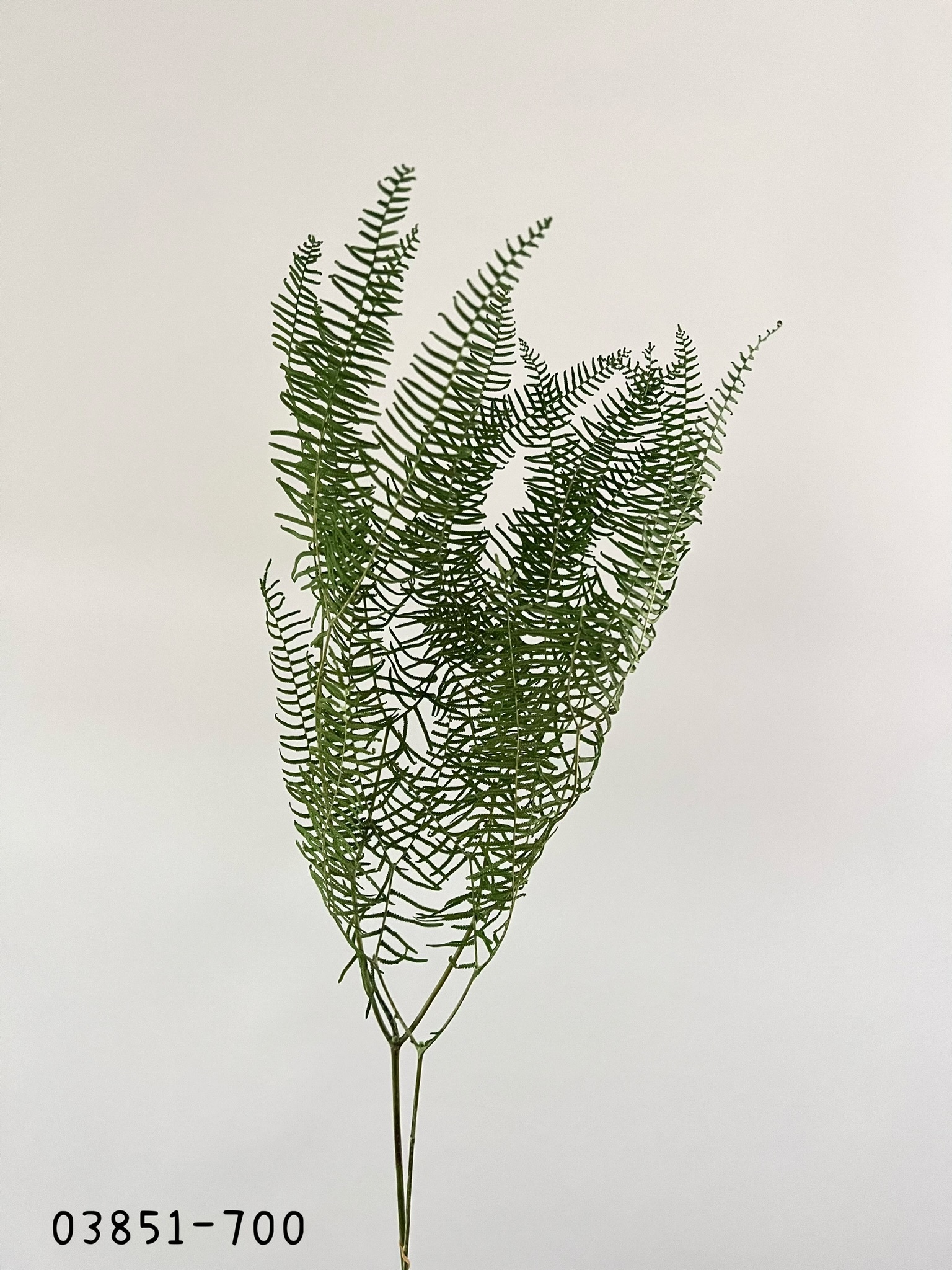 日本不凋海星蕨03851-700