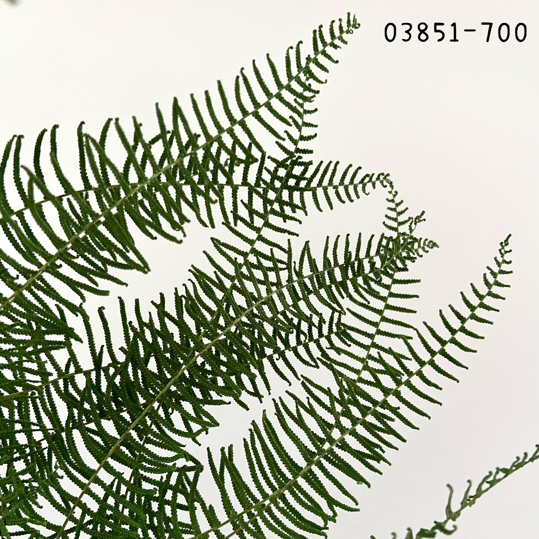 日本不凋海星蕨03851-700