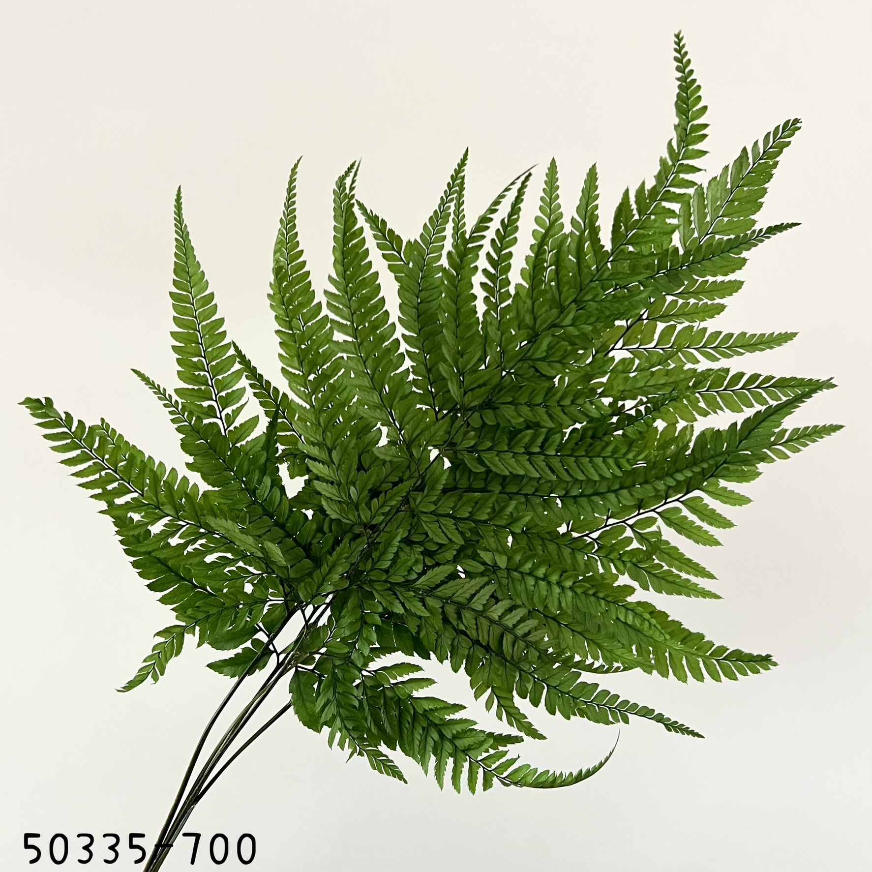 日本不凋雞蕨 50335-700