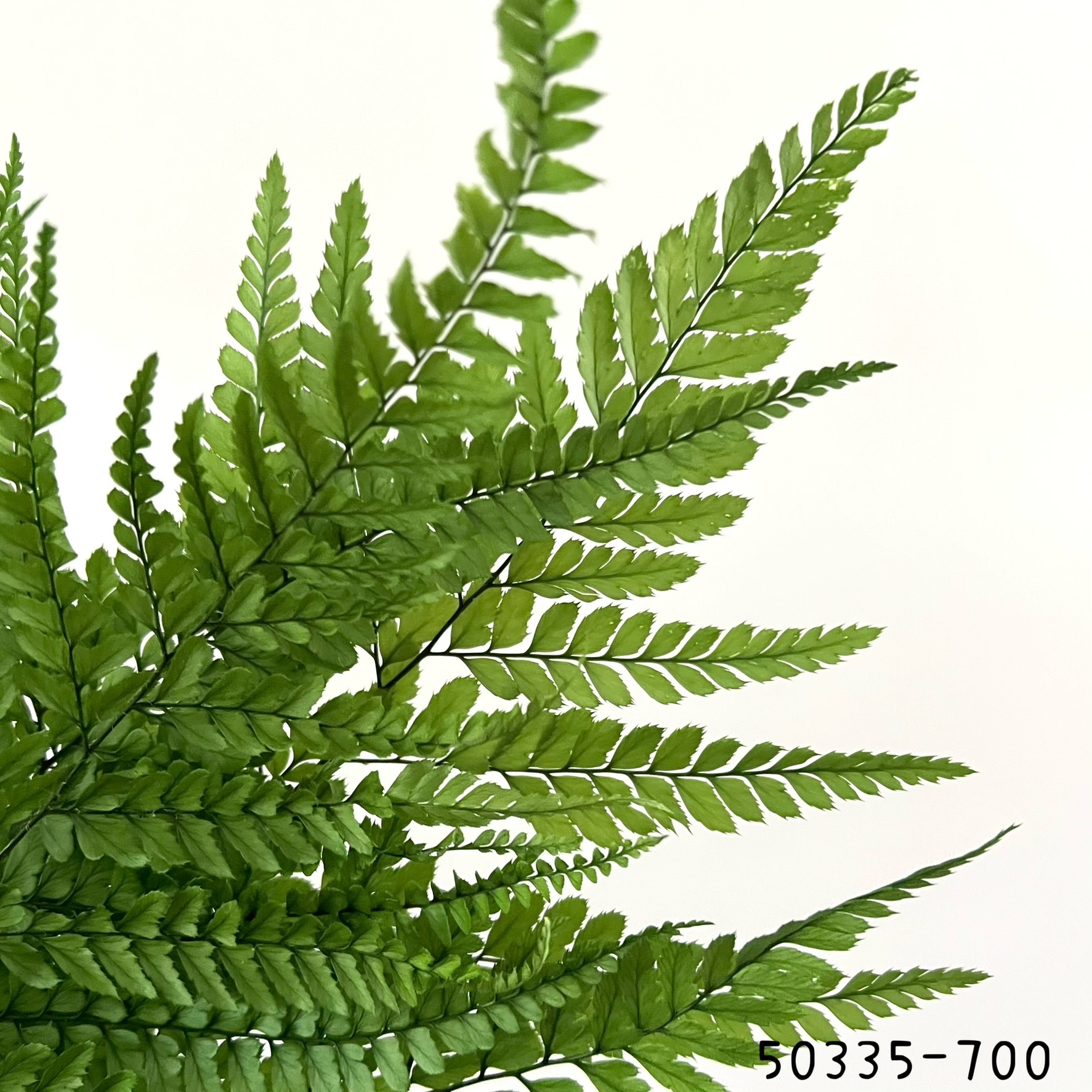 日本不凋雞蕨 50335-700
