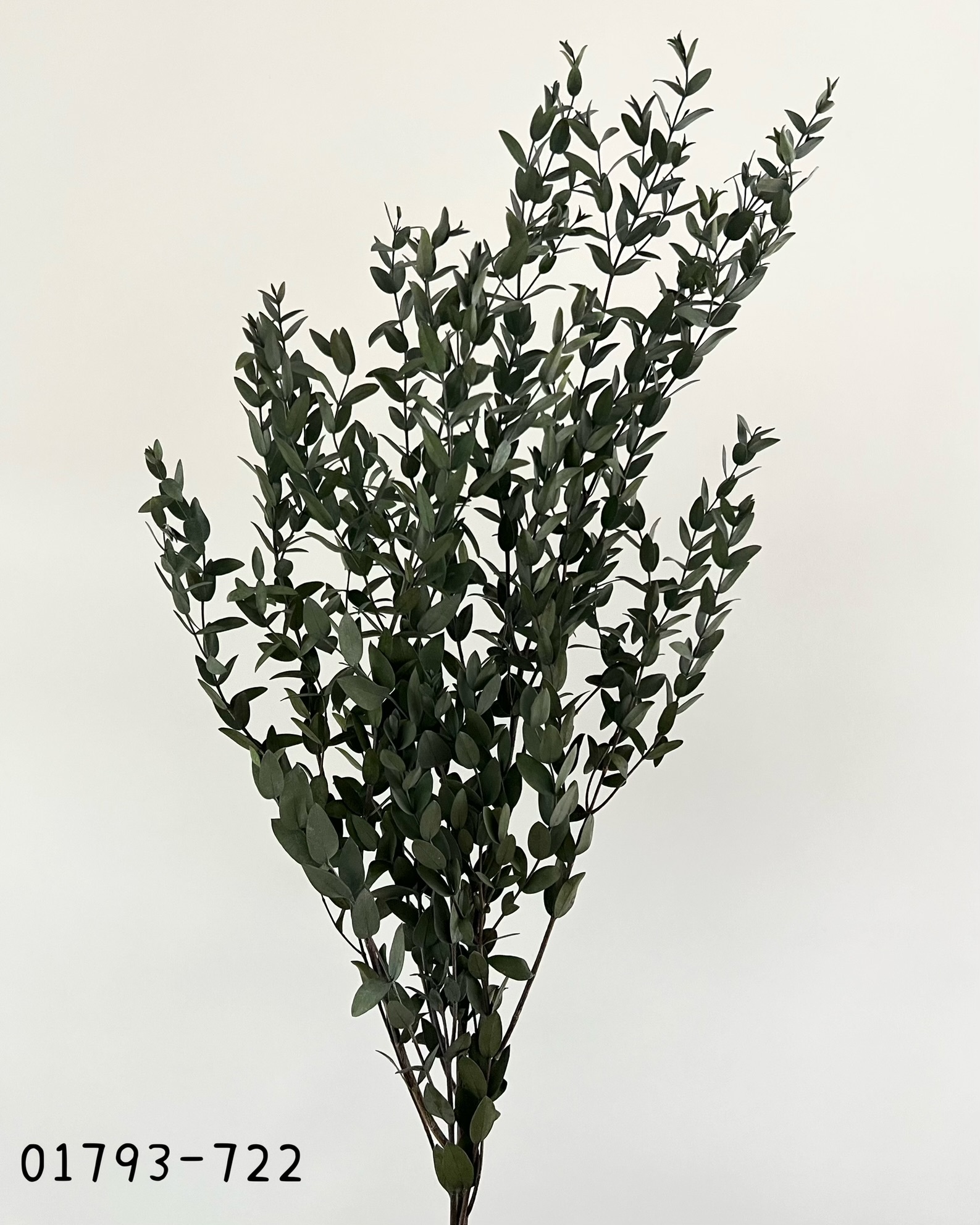 日本不凋小尖尤加利 01793-722