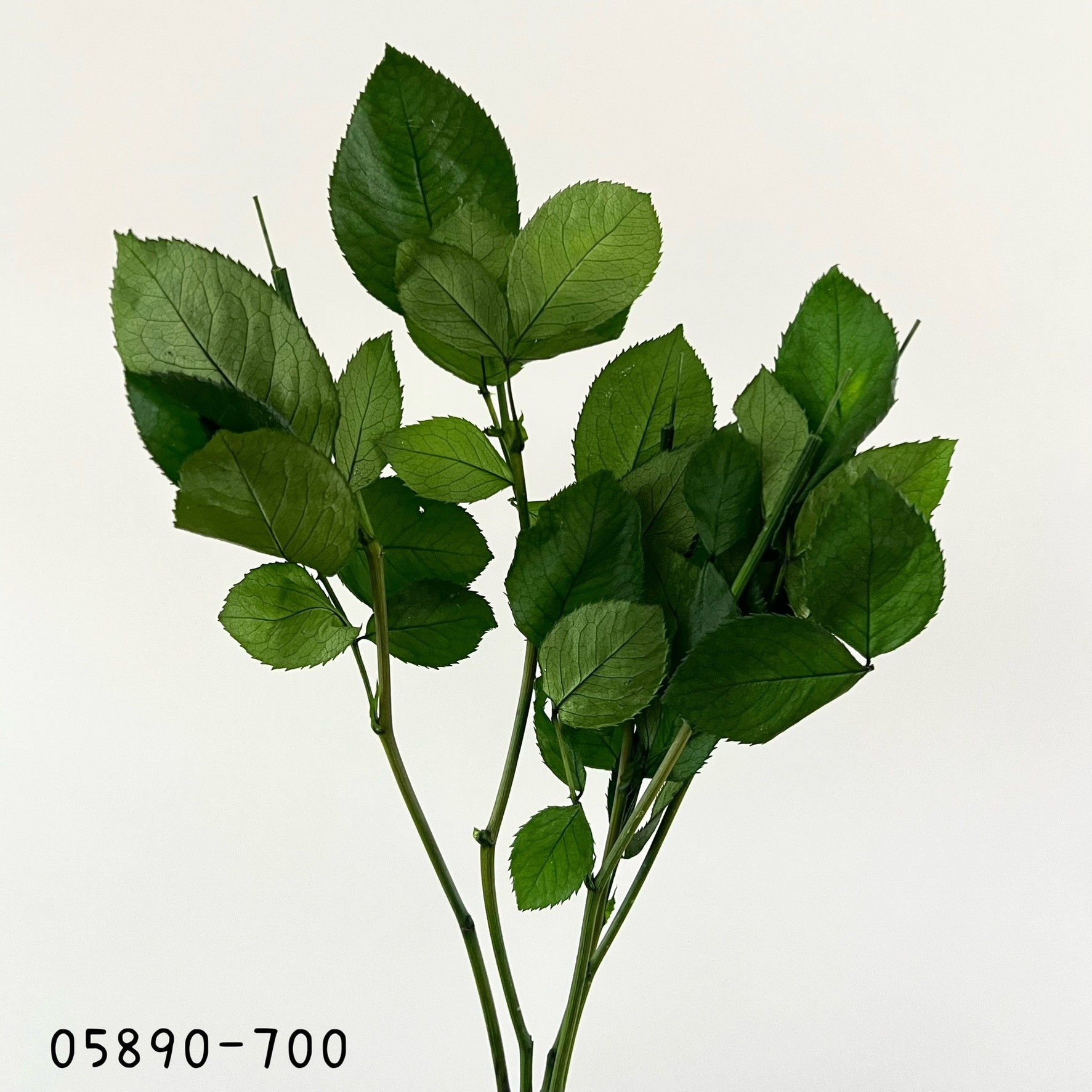 日本不凋玫瑰花莖 05890-700