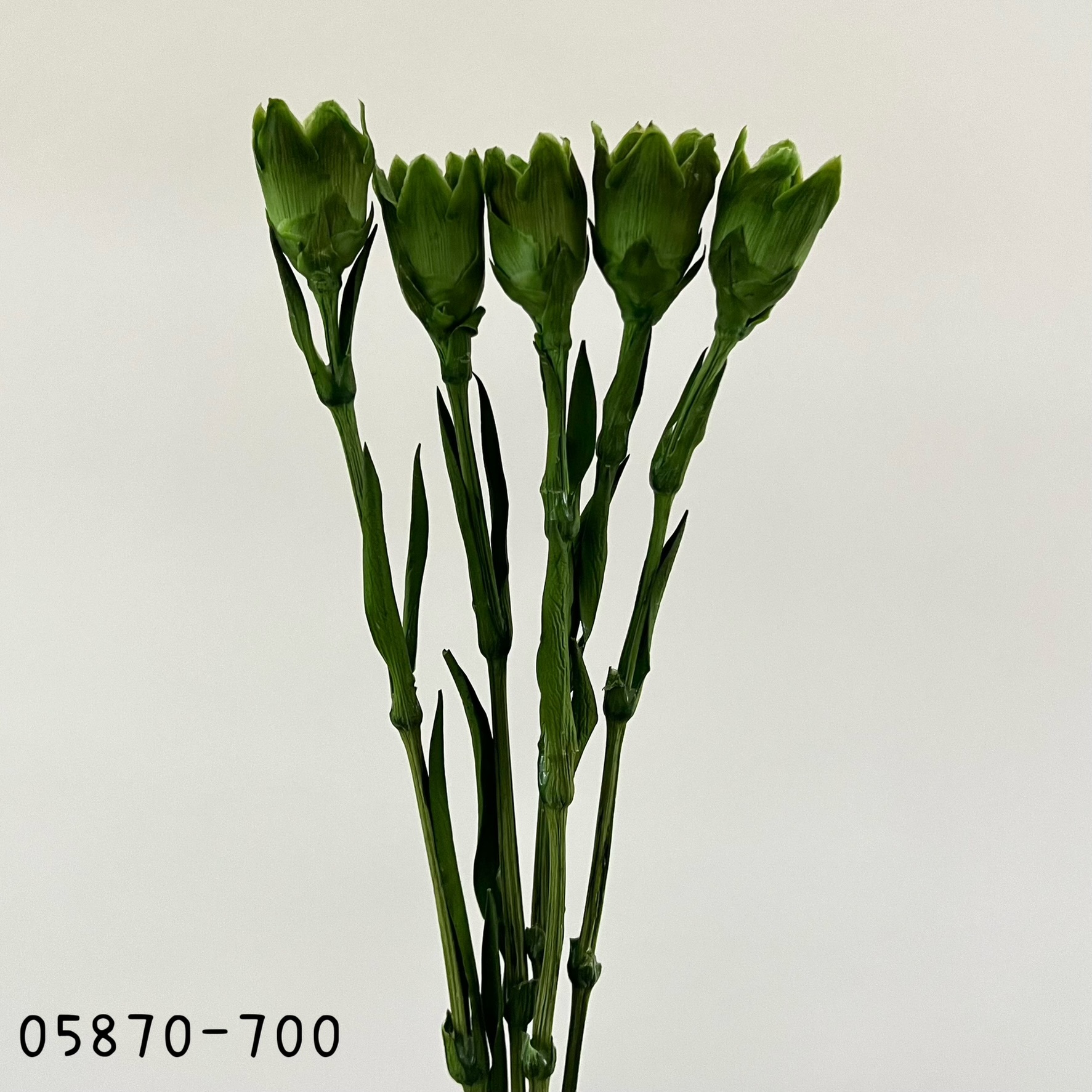 日本不凋康乃馨花莖 05870-700