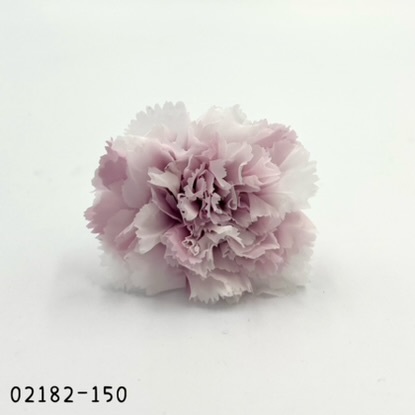 日本不凋漸層康乃馨(8朵) 02182-150