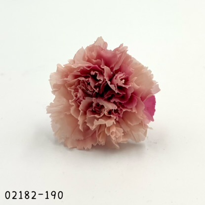 日本不凋漸層康乃馨(8朵) 02182-190