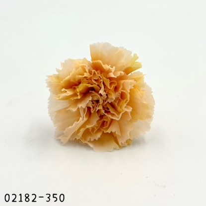 日本不凋漸層康乃馨(8朵) 02182-350