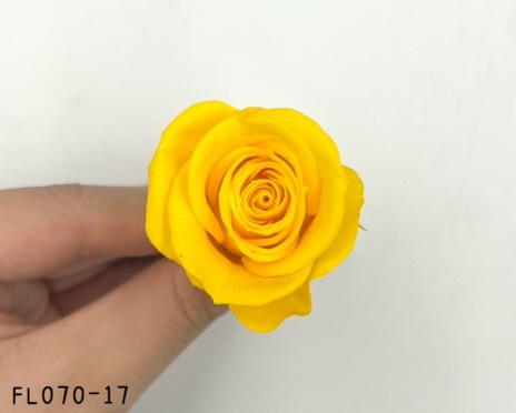 日本不凋中輪玫瑰(8朵) FL070-17